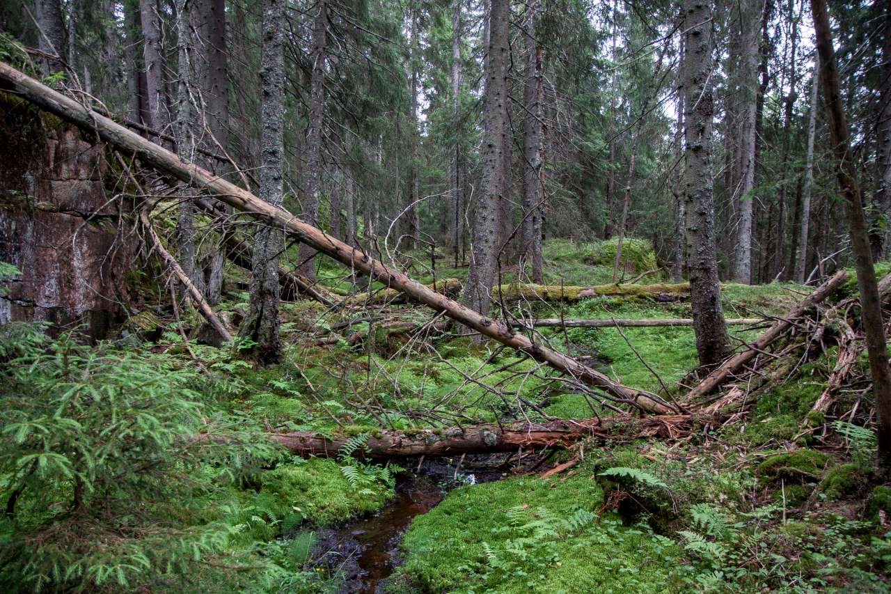 Naturskog 3 - Foto John Yngvar Larsson - NIBIO