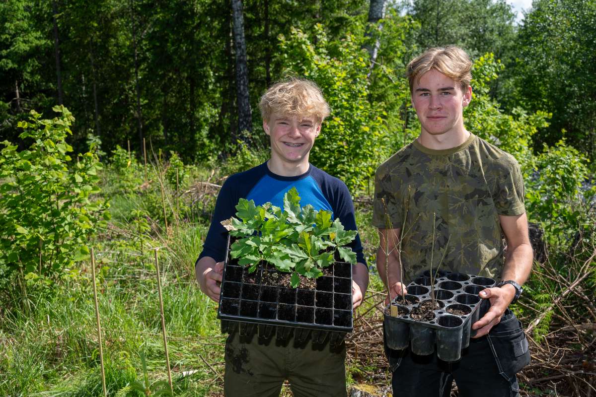 Kalnes-elever planter eik - Foto Erling Fløistad - NIBIO