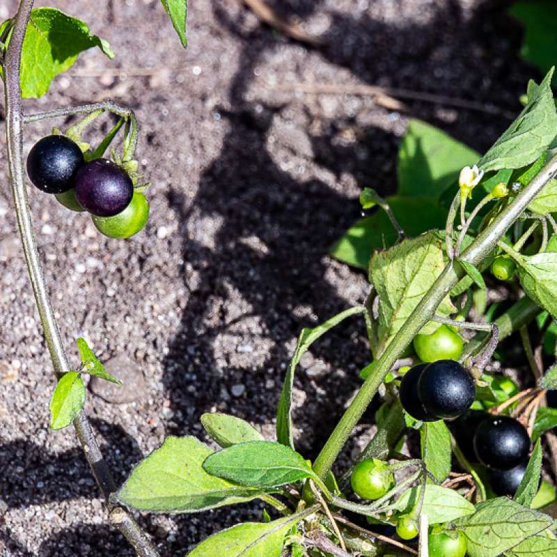 Ugrasplante av søtvierslekta med modne og umodne bær