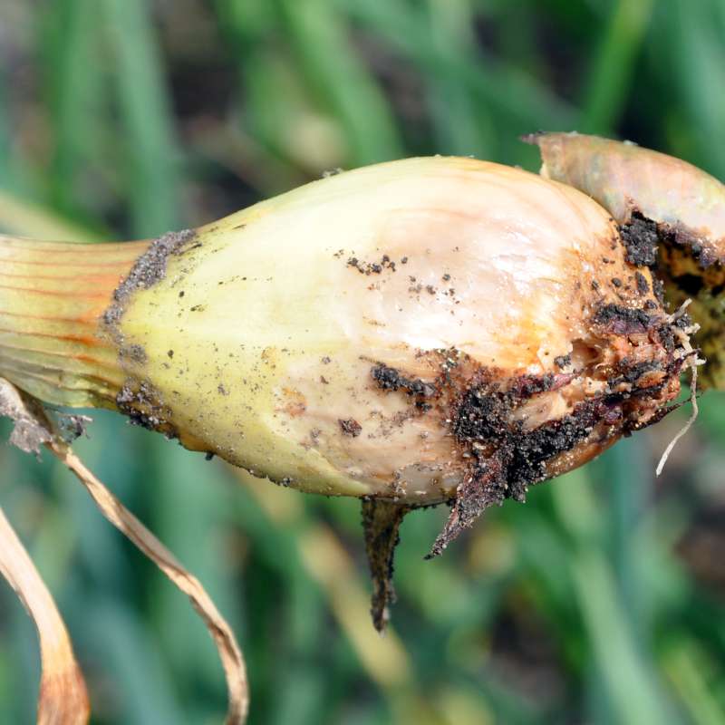 Onion with pest