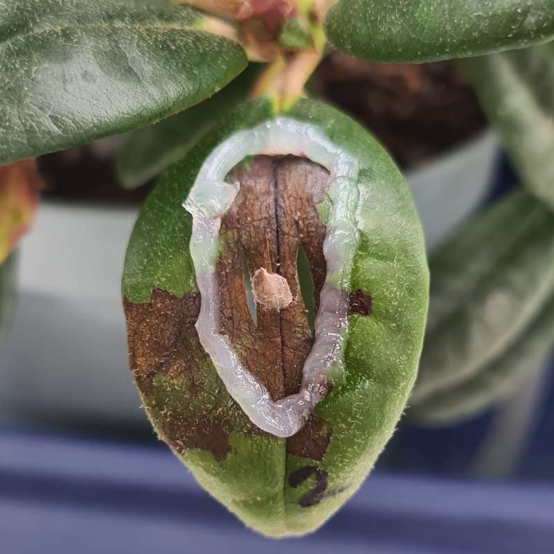Rhododendron with P ramorum