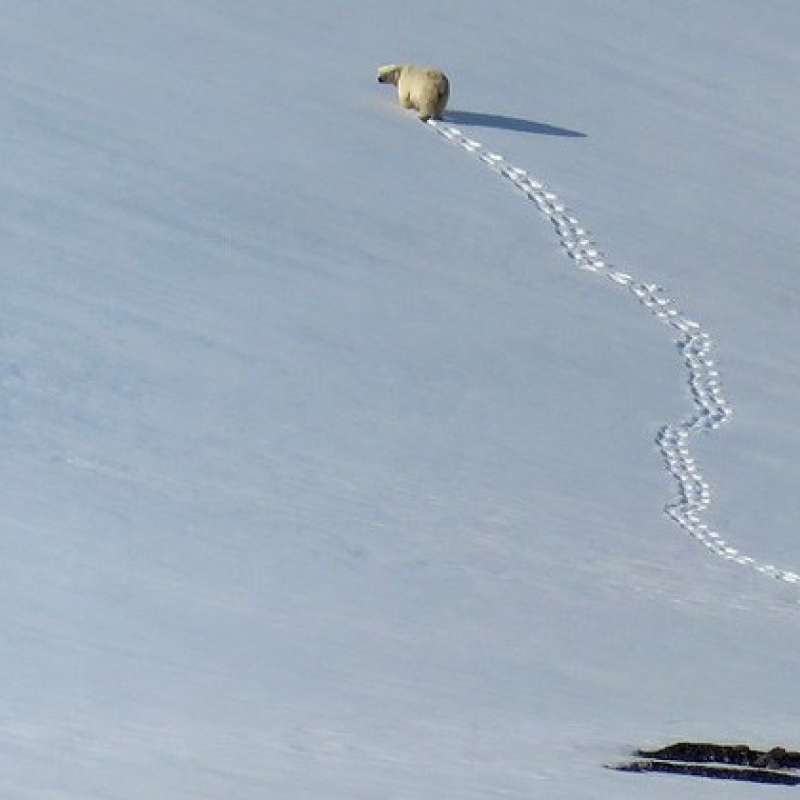 Polar bear (Ursus maritimus) ascending a hillside in Svalbard, Norway