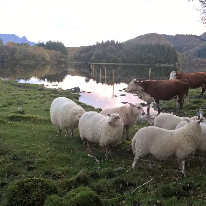 sau og kjøttfe i Dønnas utmark Foto Høberg NIBIO_cropped