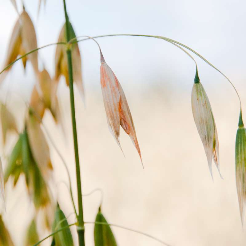 Aksfusariose er en utbredt og destruktiv soppsykdom i korn forårsaket av en rekke arter innen soppslektene Fusarium og Microdochium.