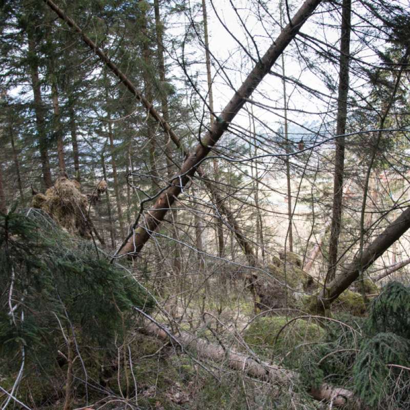 Skogskader Ørsta Lars Dalen 20160412