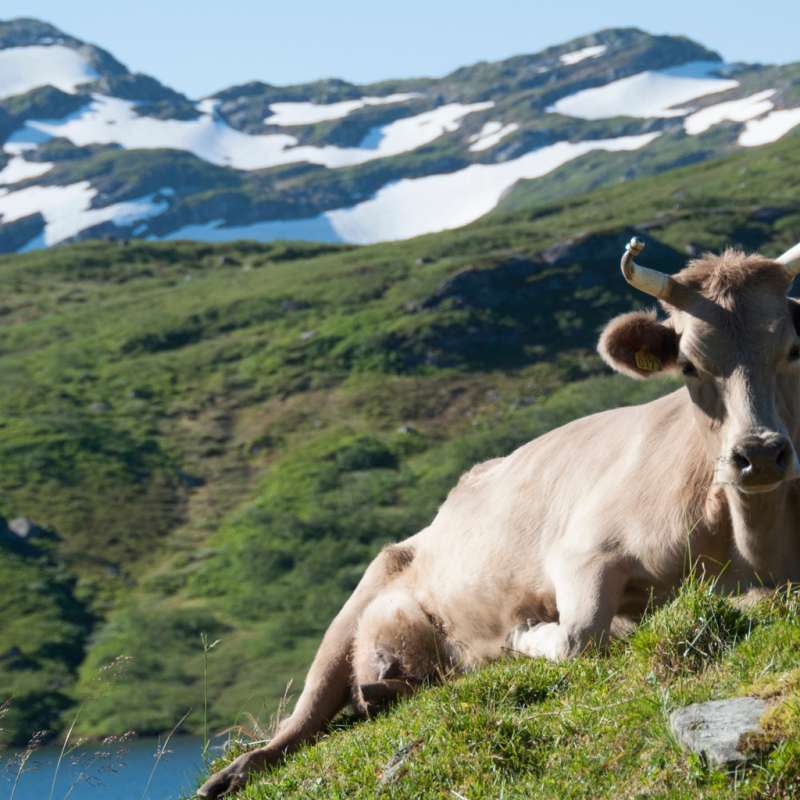 Vestlandsk fjordfe