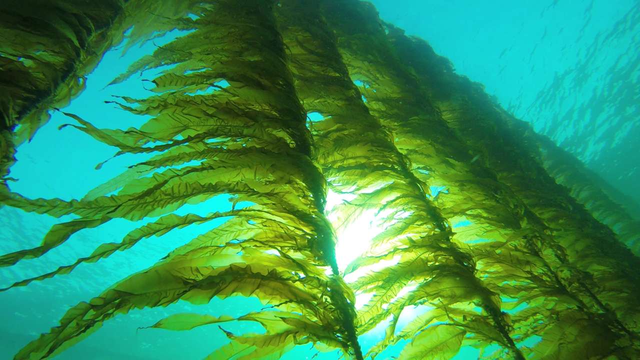 Winged kelp - Butare  Alaria esculenta - Image Credit Seaweed Solutions AS