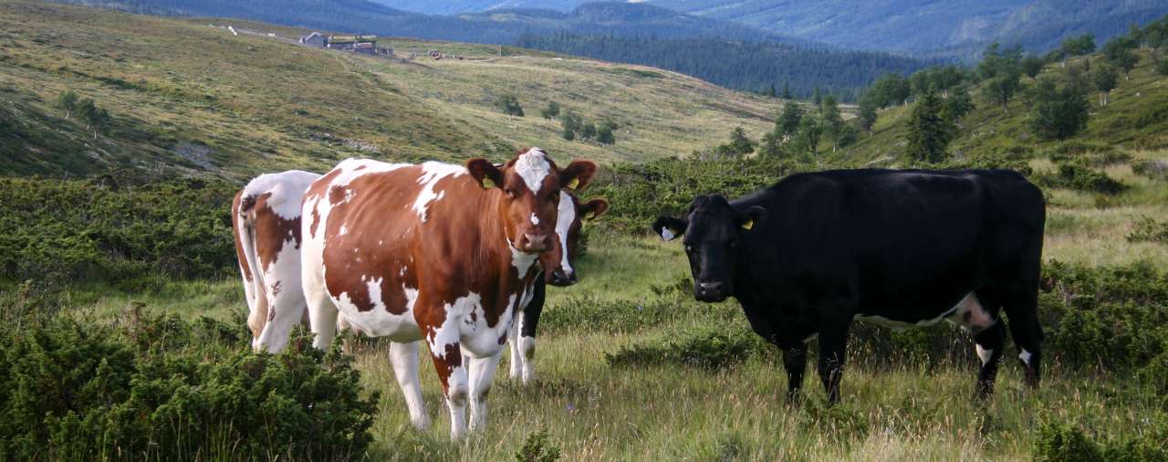 22-13-Skal gjøre melk mer bærekraftig_Yngve Rekdal