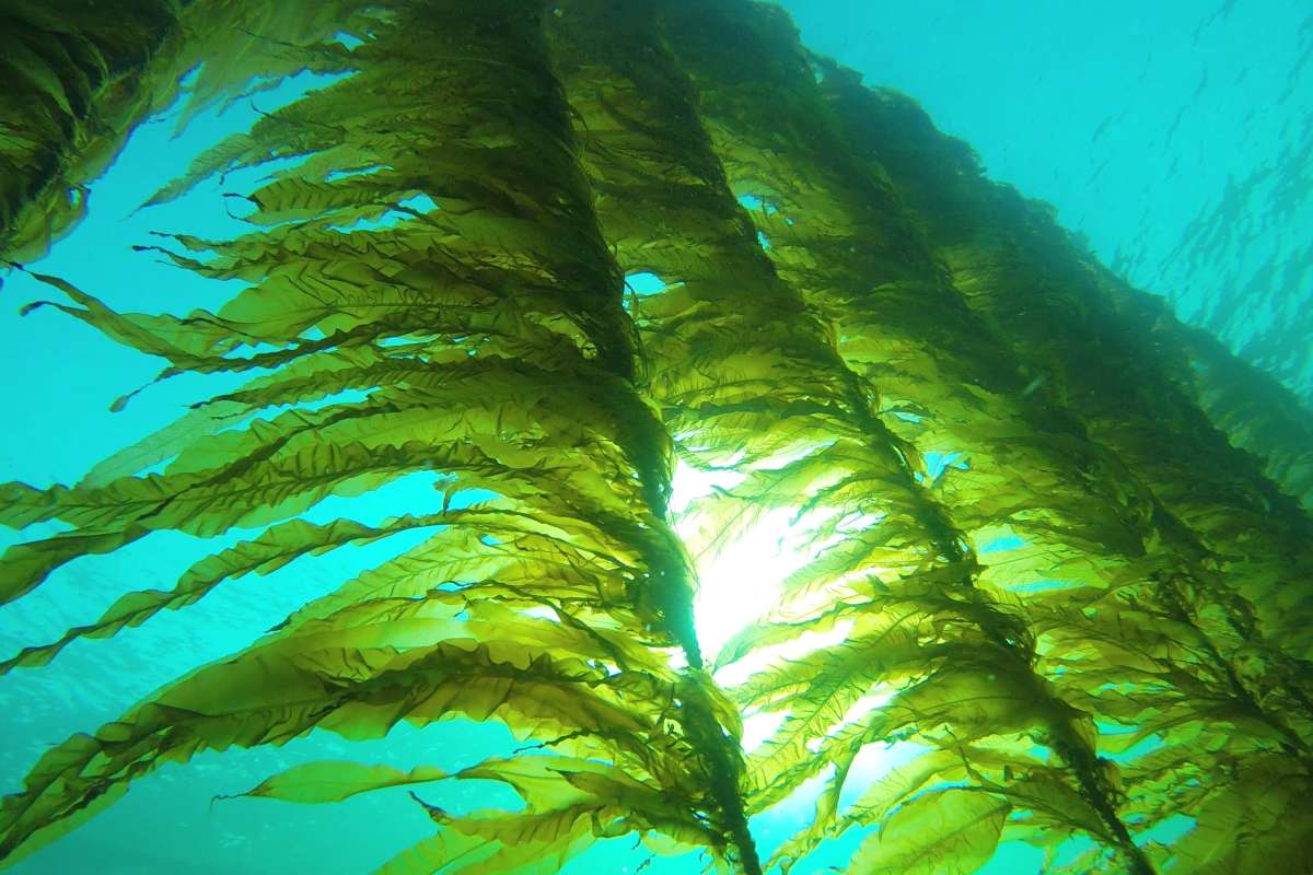 Winged kelp - Butare  Alaria esculenta - Image Credit Seaweed Solutions AS