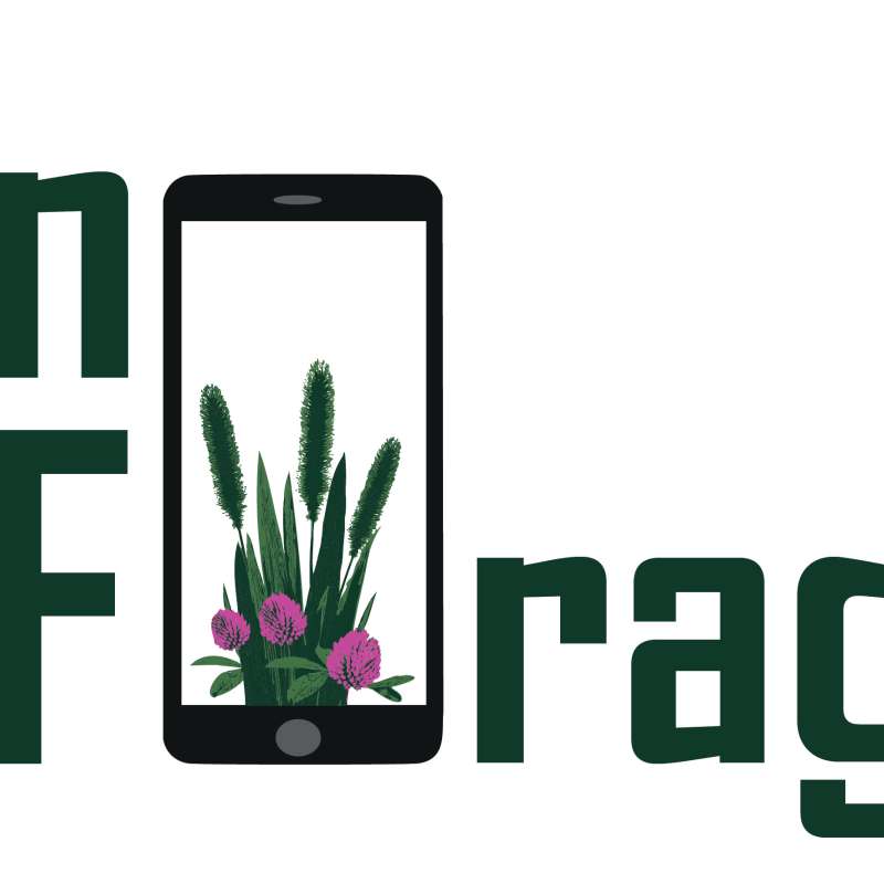 InnoForage logo timothy and clover