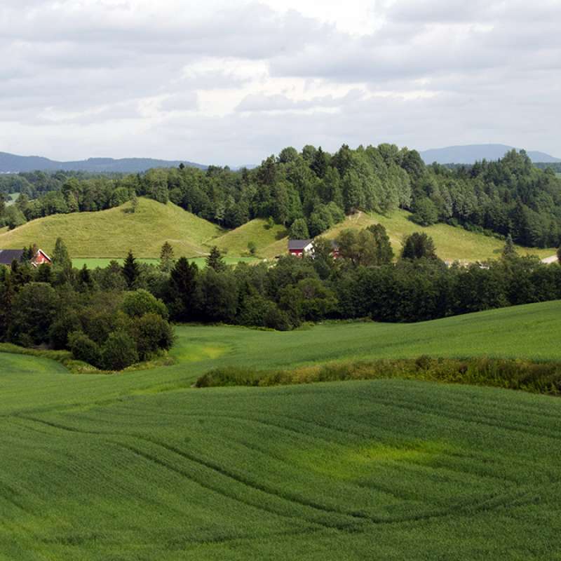 Cultivated landscape