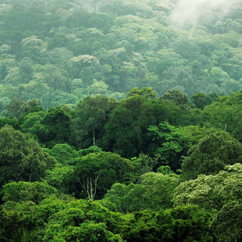 Yayyo Coffee_forest Reserve 