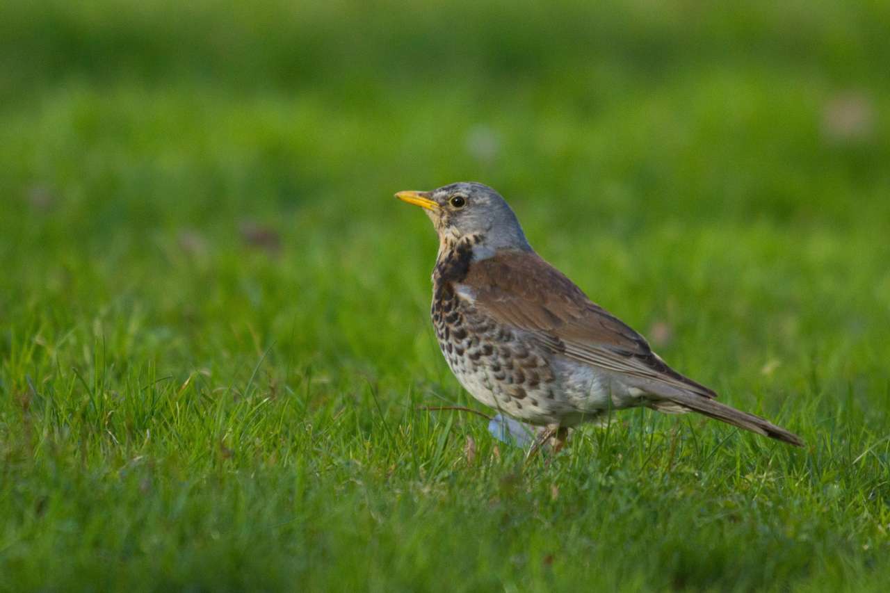 Bilde 3 Gråstrost_Christian _Pedersen