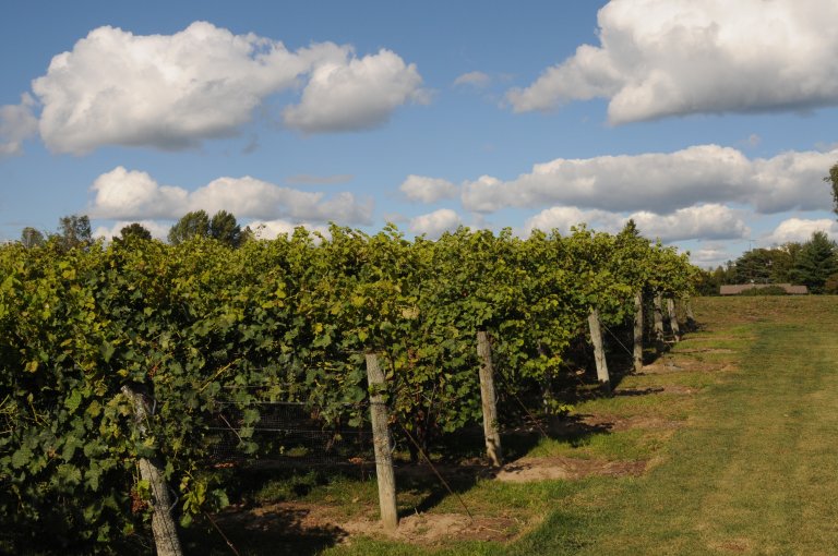Nordlege og kalde vinregionar er ikkje lenger ein kuriositet, men ein del av ein global trend. Nye druesortar og ny kunnskap er med på å forme framtidas vin. Foto: Morten Günther