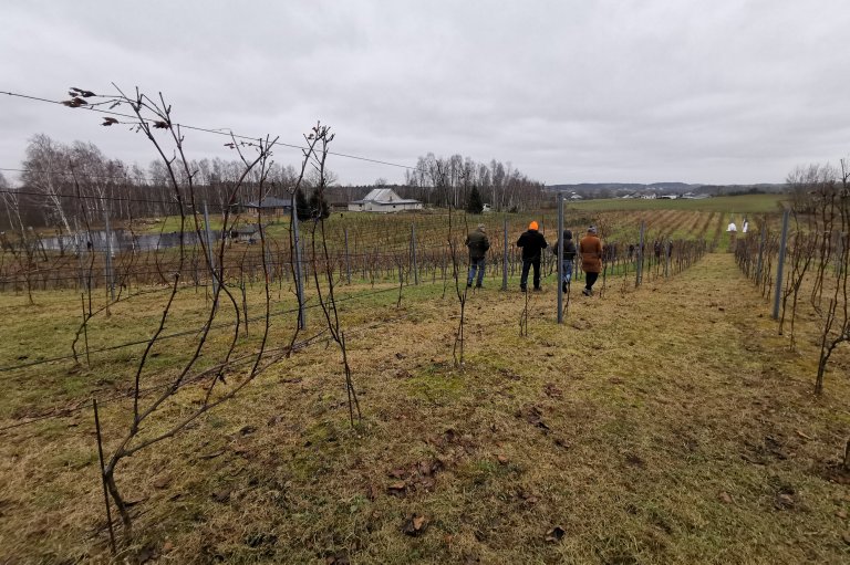 Vinterbesøk på vingard i Litauen: Det finst små, dedikerte vingardar som prøver ut druesortar som toler kaldare klima i Litauen. Foto: Ingunn Øvsthus