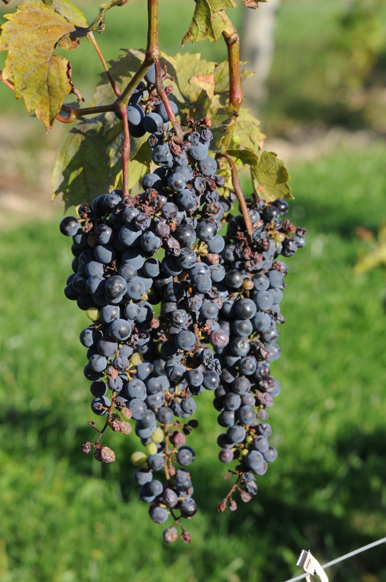 Klimaet i nord krev at druene har kombinasjonen av kuldetoleranse, sein knoppbryting og kort utviklingstid. Foto: Morten Günther