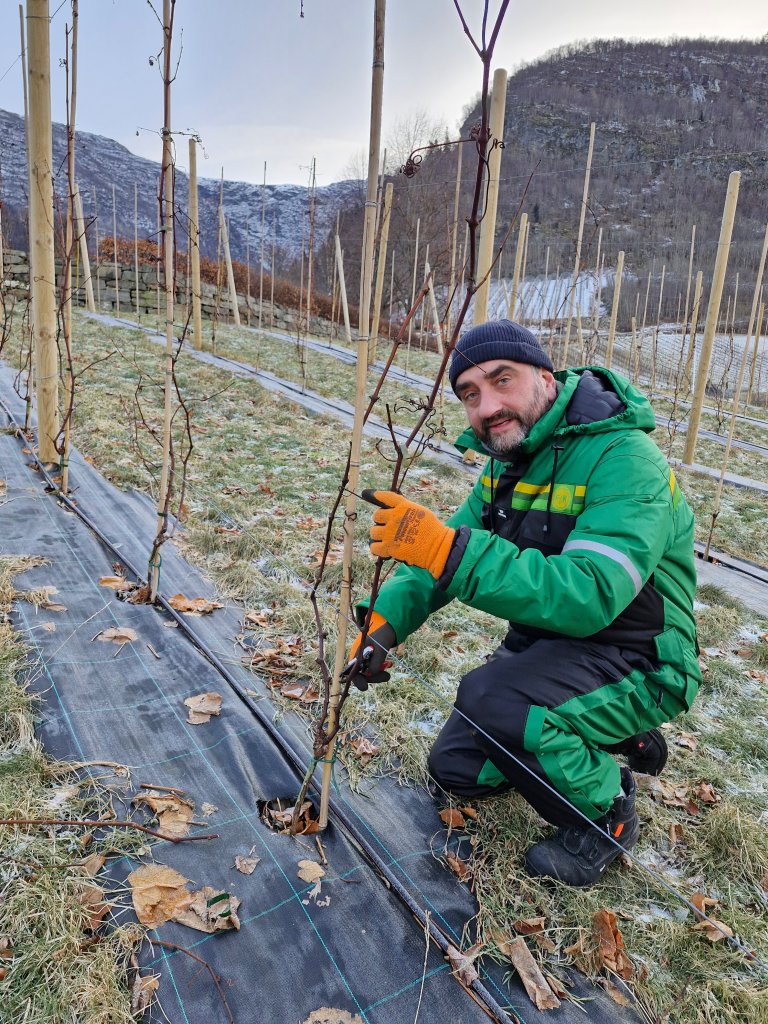Pruning of grapevines in Ullensvang. Photo: NIBIO
