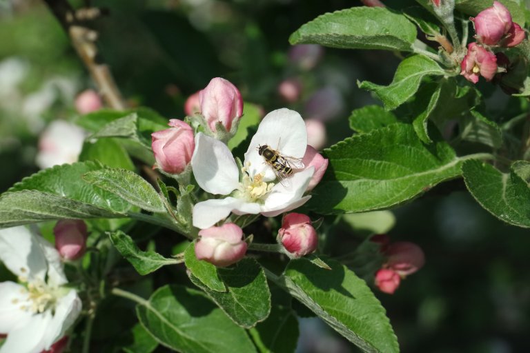 Blomsterfluene utfører i tillegg svært nyttige tilleggstjenester siden larvene lever av bladlus som er et skadedyr i landbruket. Foto: Linn Vassvik
