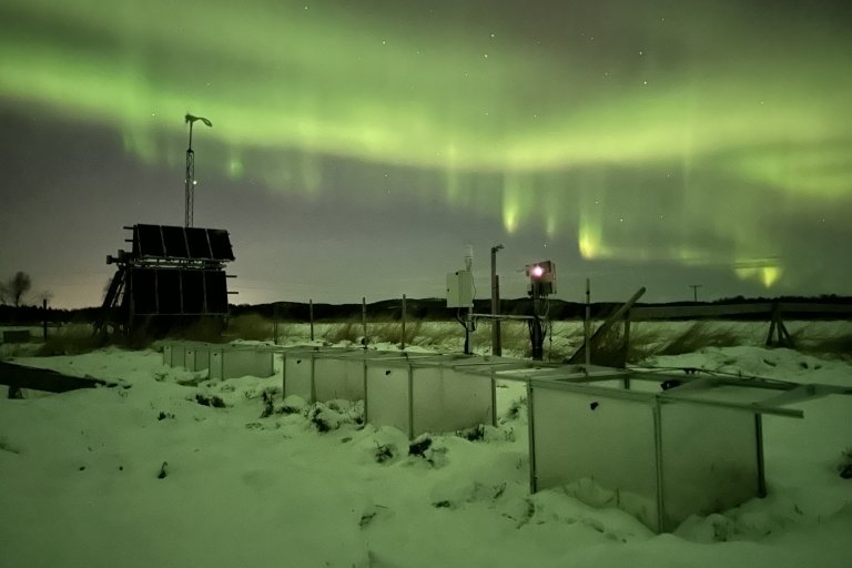 Nordlys over forsøksfeltet I Pasvik. Photo: Mikhail Mastepanov