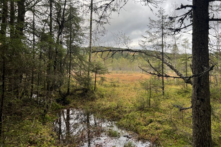 I naturlig tilstand er myr ett av naturens største karbonlagre. Det skyldes at jorda er så mettet av vann og oksygenfattig at nedbrytningen av dødt plantemateriale går veldig sakte. Foto: Kathrine Torday Gulden