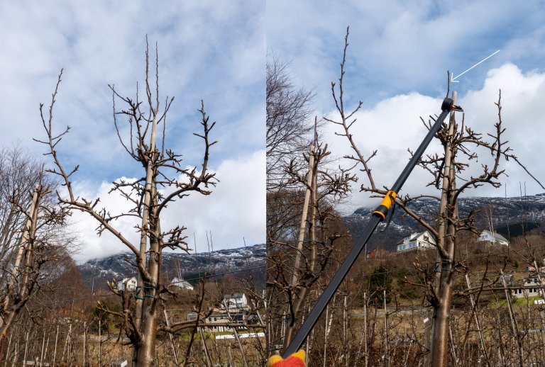 I biletet til høgre ser ein fleire leiargreiner som konkurrerer. Til høgre har Signe Glømmen latt berre eitt stå att. Også dette vert klypt tilbake slik at treet ikkje vert for høgt. Biletet er av eit pæretre. Prinsippa for skjæring i eple er nesten like. Foto: Hege Ulfeng