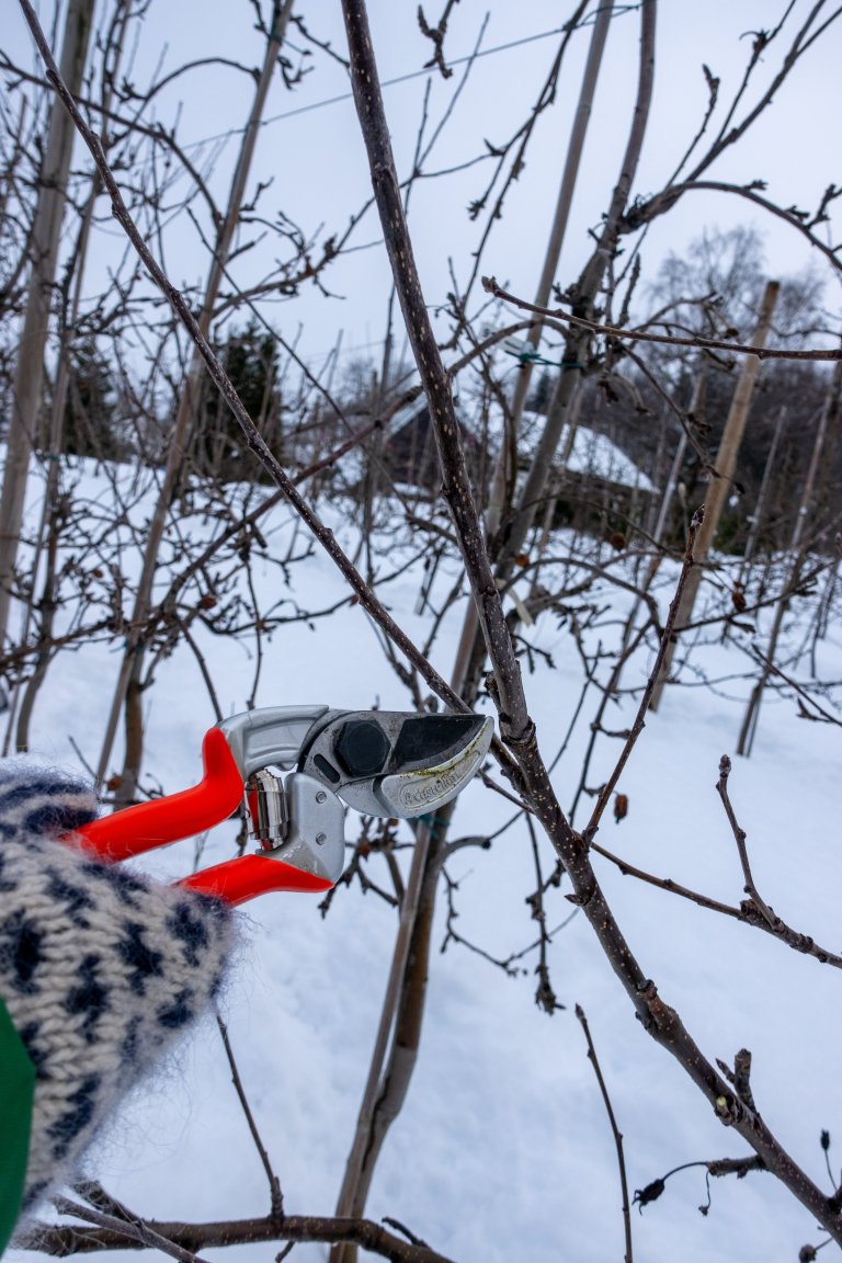 Eplegrein med tydeleg skilje mellom årsskot og toårig ved. Foto: Hege Ulfeng