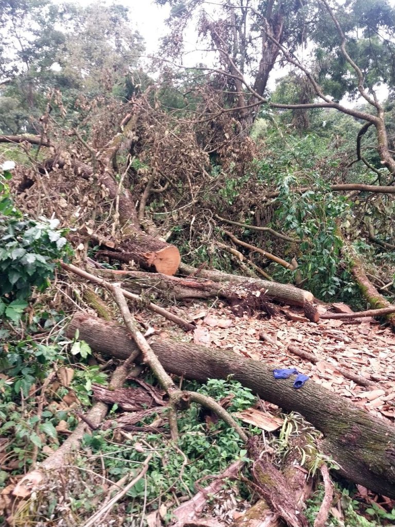 Deforestation of Coffee farms_Berbere district_Harewa Anole_Bale zone_photo by Dejene Worku.jpg