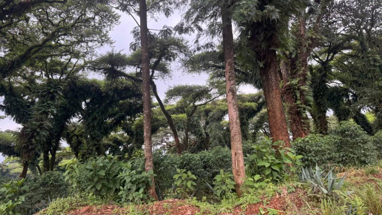 Plantation Coffee 4.jpg