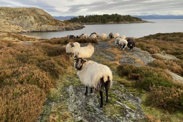 Økologisk gammalnorsk sau på beite i Rogaland. Foto: Silje Kvist Simonsen