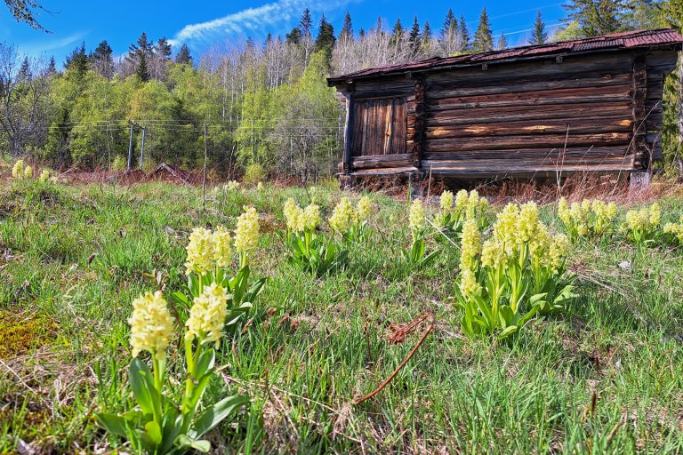 Blomstrende søstermarihånd på tradisjonell slåttemark i Telemark. Foto: Ellen Svalheim