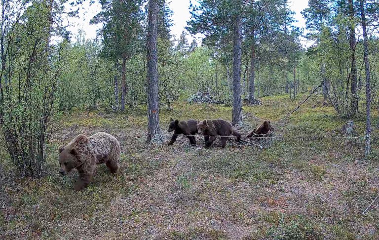 Hunnbjørnen FI220 med tre fjorårsunger (FI352, FI353 og FI360) undersøker hårfellen i Karasjok. Foto: Viltkamera / NIBIO