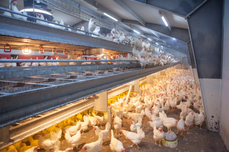 Vi spiser mer hvitt kjøtt og egg. Foto: Karianne F. Ingerø, NFL