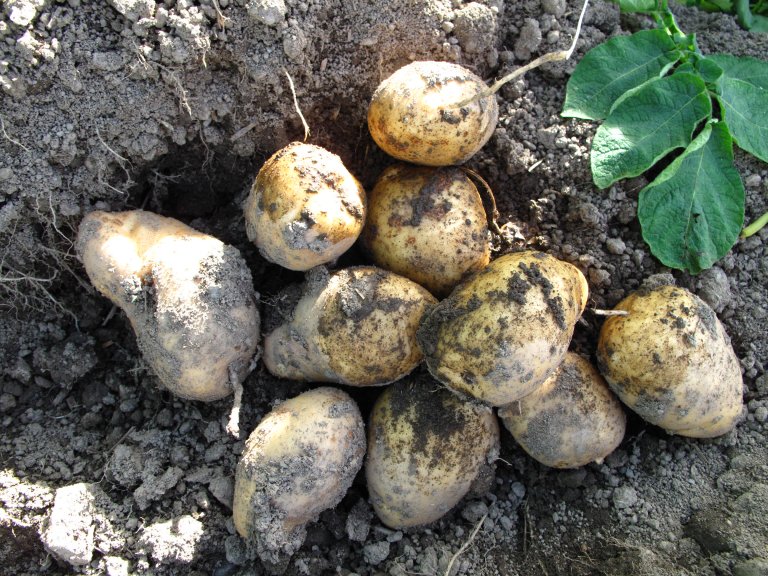 Jøssing er ein halvsein matpotetsort foredla fram ved NLH. Sorten blei dyrka allereie under krigen, men blei ikkje godkjent før i 1945 og fekk då namn etter heiderstittelen på gode motstandsfolk i krigsåra. Sorten blei dyrka mye på Austlandet og i Trøndelag i nokre tiår etter krigen. I 1981 blei den tatt ut av Norsk sortsliste. Foto: Åsmund Aasdal