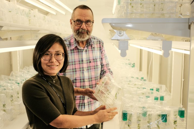 Nasjonal klonbank for potet ved NIBIO på Ås sikrar og bevarer 160 unike potetsortar for framtida. Her vert friskt plantemateriale reinska, dokumentert og gjort tilgjengeleg for forsking, foredling og landbruk. Klonbanken vart lansert i november, 2025. Zhibo Hamborg er ansvarleg for arkivet med støtte frå seniorforskar Dag Ragnar Blystad. Foto: Ragnar Våga Pedersen