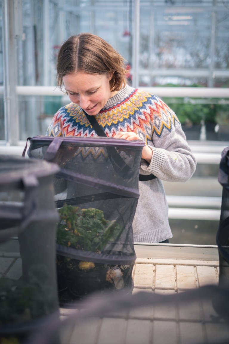 NIBIO-forsker Anne Muola sjekker for bladlus I klimalaben i Tromsø. Foto: Hannu Aaltononen