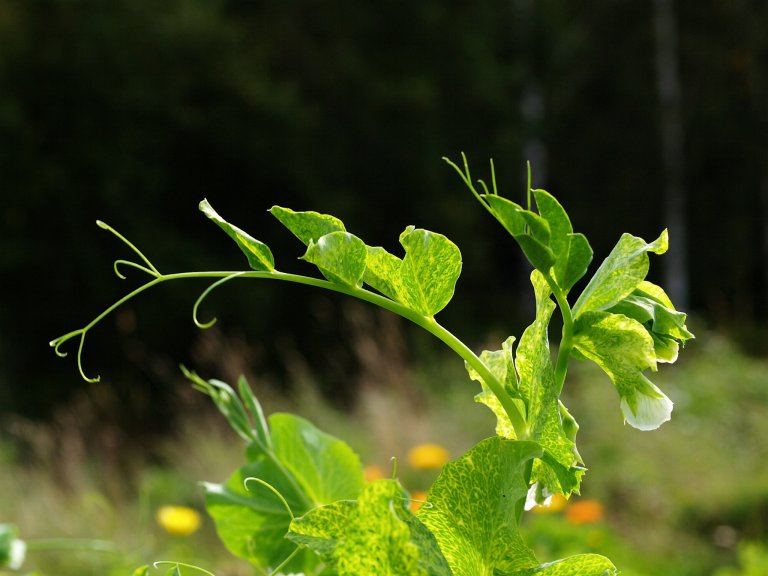 Ertemosaikkvirus i sukkerert. Ertemosaikkvirus et ett av virusene som spres fra plante til plante med bladlus. Foto: Dag-Ragnar Blystad / NIBIO