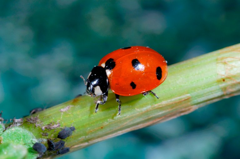 Bladlusenes naturlige fiender, som marihøner, spiller en avgjørende rolle i å holde skadedyrbestandene nede. Foto: Erling Fløistad