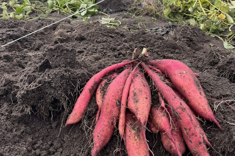 Ved å varme opp jorda håper forskarane å kunne redusere kostnadene knytt til å dyrke søtpotet i Noreg. Foto: Maria Hærte/NIBIO
