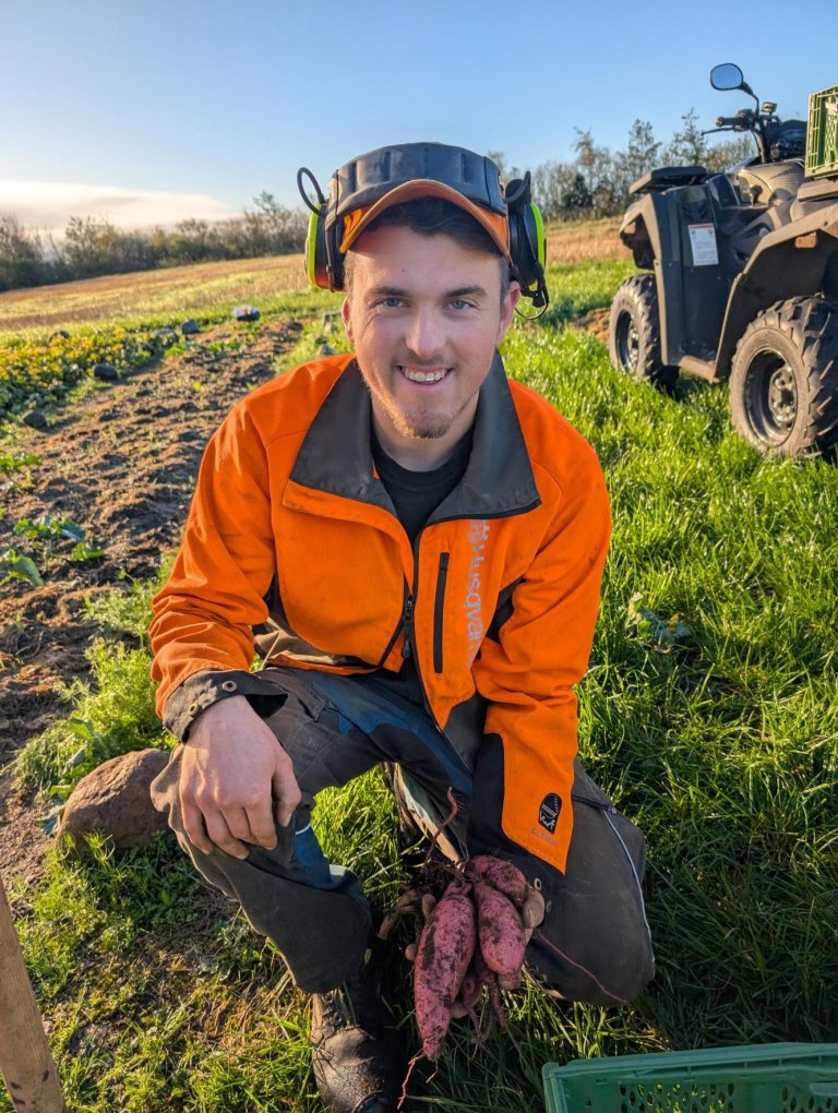 På Særheim er dei nøgde med søtpotetene dyrka i oppvarma jord. Foto: Silje Kvist Simonsen