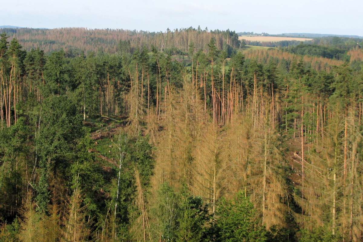 1 - Det böhmisk-mähriske høylandet - Foto Jan Liška FGMRI_cropped