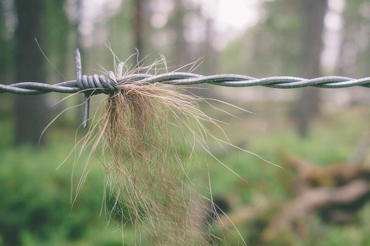 Bear-hairtrapping-cropped.jpg