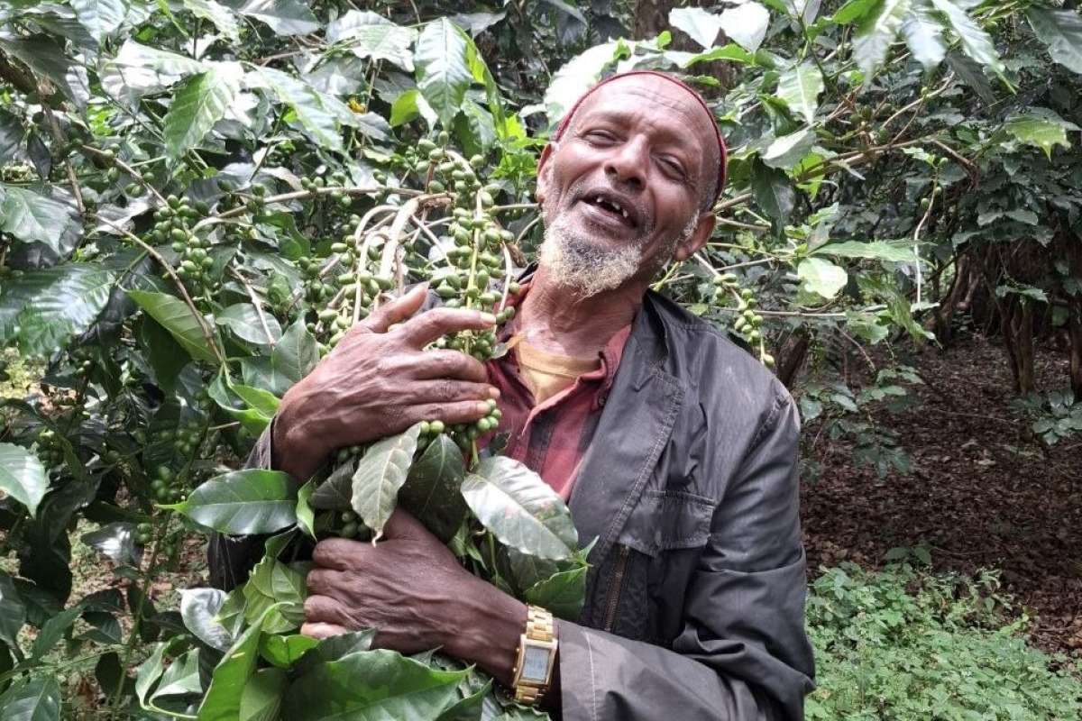 Coffee production_Harena Buluk district_Qallo site _Photo b Dejene Worku_cropped