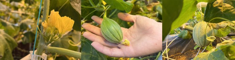 There are many questions to consider when optimizing melon production. How densely should the plants grow? Which type of growing medium works best? What is the optimal trimming method, and how many flowers should be allowed to produce melons? Photo: Silje Kvist Simonsen