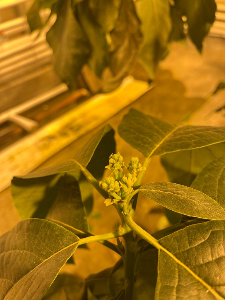 The avocado trees at Særheim are blooming. “Hopefully we will soon be harvesting the first avocados at Særheim!” Photo: Carolina Falcato Fialho Palma