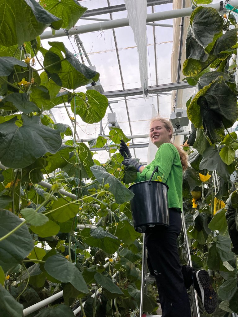 Senior engineer Martine Hana Løken is busy trimming the melon plants, which can grow 20 cm in a single day. Photo: Silje Kvist Simonsen