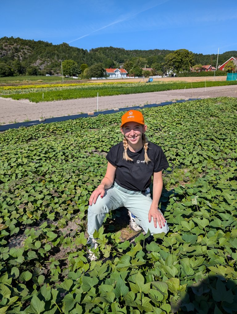 Researcher Emilie Sandell explains that sweet potatoes can be grown outside in Norway, but she is uncertain about its commercial viability. Photo by: Carolina Falcato Fialho Palma