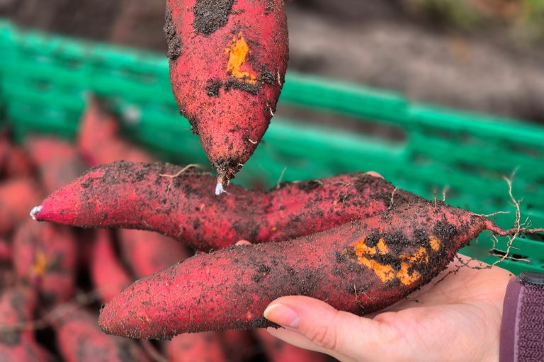 A sweet potato grown in Norway will look different from those commonly sold today. It will be longer and thinner than what Norwegian customers are used to. Photo: Marie Hatlevoll (Norsk Landbruk)