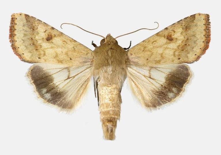 Cotton bollworm (Helicoverpa armigera). Photo: Vladimir Kononenko, Naturhistorisk museum/UiO