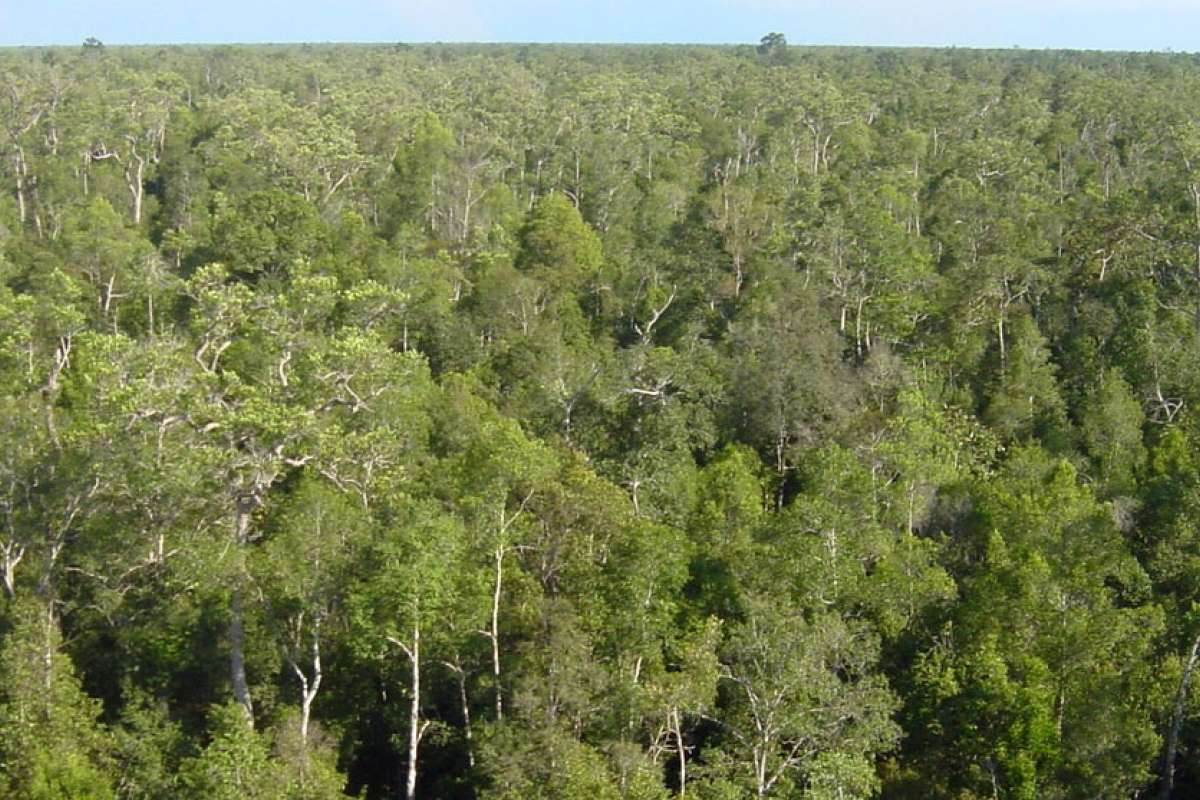 Peat swamp forest from above_Central Kalimantan_Jauhiainen_cropped.jpg