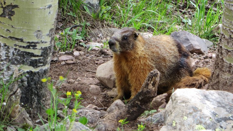 Marmots (3)_cropped.jpg